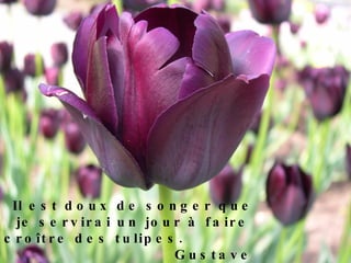 Il est doux de songer que je servirai un jour à  faire croître  des tulipes.  Gustave Flaubert 