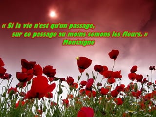 Citations Fleurs