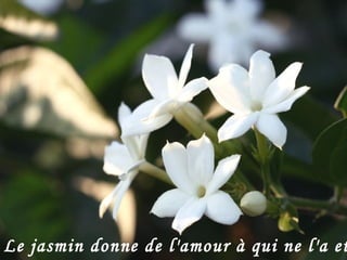 Citations Fleurs