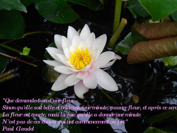 Citations Fleurs Citations Fleurs