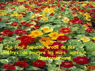 « La fleur capucine brode de ses  chiffres  de pourpre les murs  acrés »  Chateaubriand 