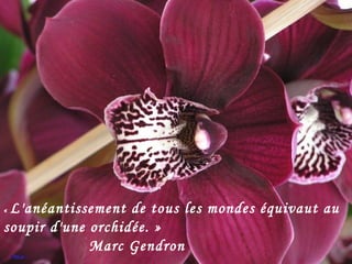 «  L'anéantissement de tous les mondes équivaut au soupir d'une orchidée. » Marc Gendron 
