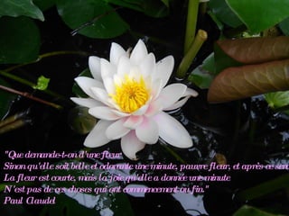 "Que demande-t-on d'une fleur Sinon qu'elle soit belle et odorante une minute, pauvre fleur, et après ce sera fini. La fleur est courte, mais la joie qu'elle a donnée une minute N'est pas de ces choses qui ont commencement ou fin." Paul Claudel 
