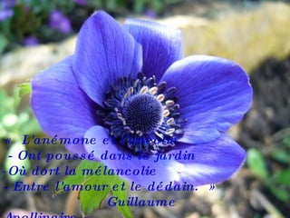 « L'anémone et l'ancolie - Ont poussé dans le jardin  Où dort la mélancolie  - Entre l'amour et le dédain. »  Guillaume  Apollinaire    
