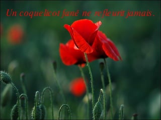 Un coquelicot fané ne refleurit jamais. 