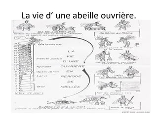 La vie d’ une abeille ouvrière.
 