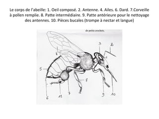 Le corps de l’abeille: 1. Oeil composé. 2. Antenne. 4. Ailes. 6. Dard. 7.Corveille
à pollen remplie. 8. Patte intermédiaire. 9. Patte antérieure pour le nettoyage
des antennes. 10. Pièces bucales (trompe à nectar et langue)
 