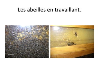 Les abeilles en travaillant.
 