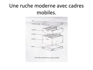 Une ruche moderne avec cadres
mobiles.
 