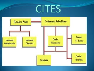 CITES | PPSX