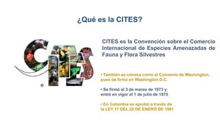 CITES es la Convención sobre el Comercio
Internacional de Especies Amenazadas de
Fauna y Flora Silvestres
• También se conoce como el Convenio de Washington,
pues de firmó en Washington D.C.
• Se firmó el 3 de marzo de 1973 y
entró en vigor el 1 de julio de 1975
• En Colombia se aprobó a través de
la LEY 17 DEL 22 DE ENERO DE 1981
¿Qué es la CITES?