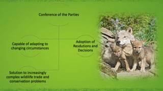 Conference of the Parties
Capable of adapting to
changing circumstances
Adoption of
Resdutions and
Decisions
Solution to increasingly
complex wildilife trade and
conservation problems
 