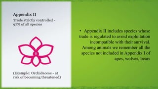 • Appendix II includes species whose
trade is regulated to avoid exploitation
incompatible with their survival.
Among animals we remember all the
species not included in Appendix I of
apes, wolves, bears
 