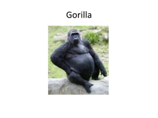 Gorilla 