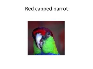 Red capped parrot 