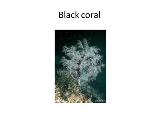 Black coral 