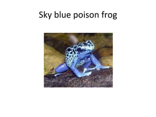 Sky blue poison frog 