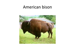 American bison 