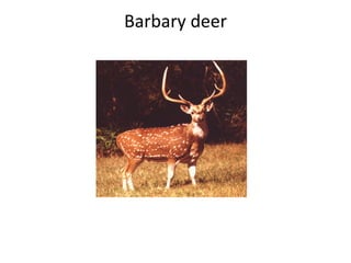 Barbary deer 