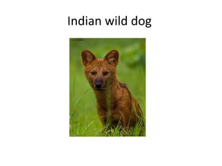 Indian wild dog  