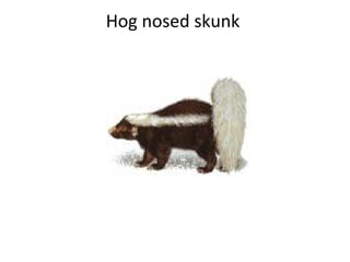 Hog nosed skunk  