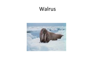 Walrus 