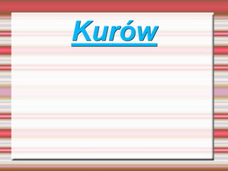 Kurów
 