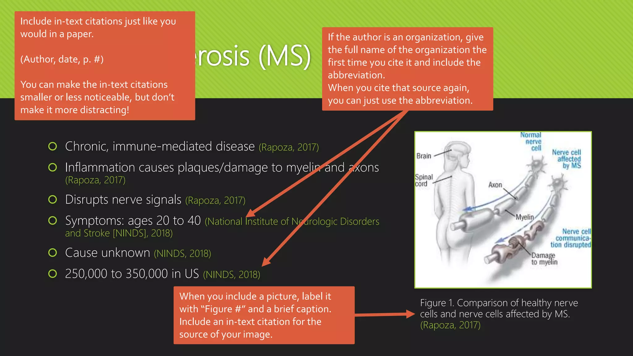 Multiple Sclerosis (MS)
 Chronic, immune-mediated disease (Rapoza, 2017)
 Inflammation causes plaques/damage to myelin and axons
(Rapoza, 2017)
 Disrupts nerve signals (Rapoza, 2017)
 Symptoms: ages 20 to 40 (National Institute of Neurologic Disorders
and Stroke [NINDS], 2018)
 Cause unknown (NINDS, 2018)
 250,000 to 350,000 in US (NINDS, 2018)
Figure 1. Comparison of healthy nerve
cells and nerve cells affected by MS.
(Rapoza, 2017)
Include in-text citations just like you
would in a paper.
(Author, date, p. #)
You can make the in-text citations
smaller or less noticeable, but don’t
make it more distracting!
If the author is an organization, give
the full name of the organization the
first time you cite it and include the
abbreviation.
When you cite that source again,
you can just use the abbreviation.
When you include a picture, label it
with “Figure #” and a brief caption.
Include an in-text citation for the
source of your image.
 