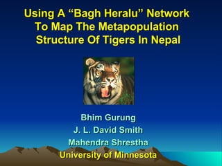 Using A “Bagh Heralu” Network  To Map The Metapopulation  Structure Of Tigers In Nepal Bhim Gurung J. L. David Smith Mahendra Shrestha University of Minnesota 