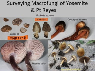 Surveying Macrofungi of Yosemite
          & Pt Reyes
               Mochella sp nova
                                       Conocybe sp nova




 Tuber sp




            Mycena pura

                                  Agrocybe pediades
 
