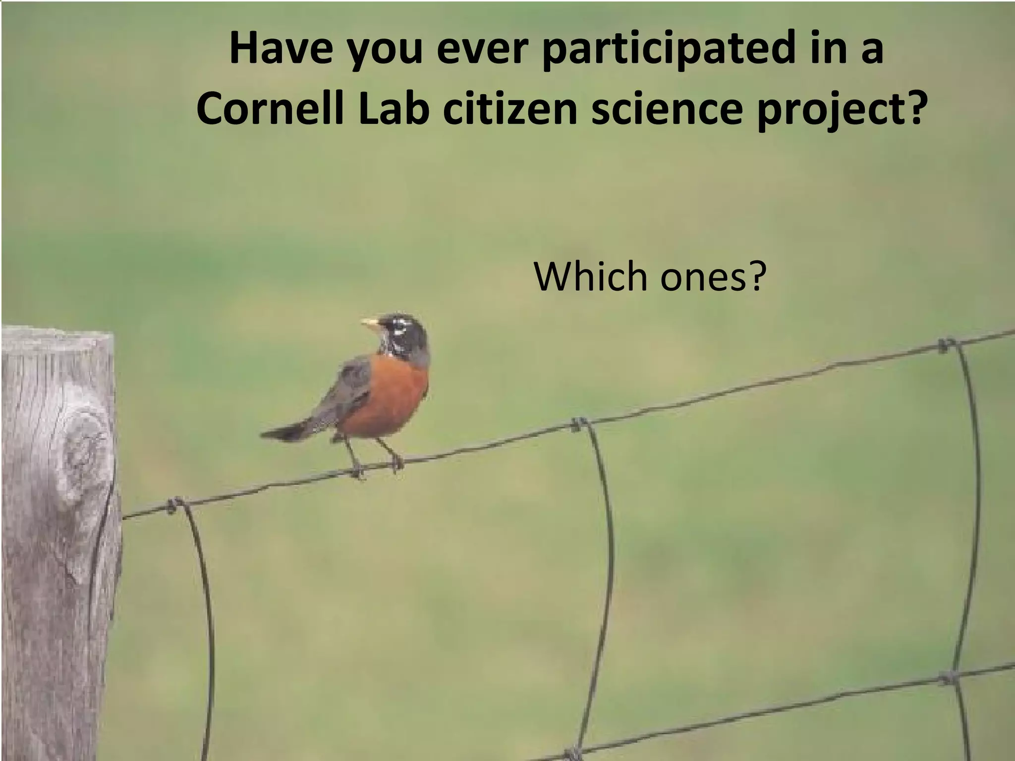Have you ever participated in a  Cornell Lab citizen science project? Which ones? 
