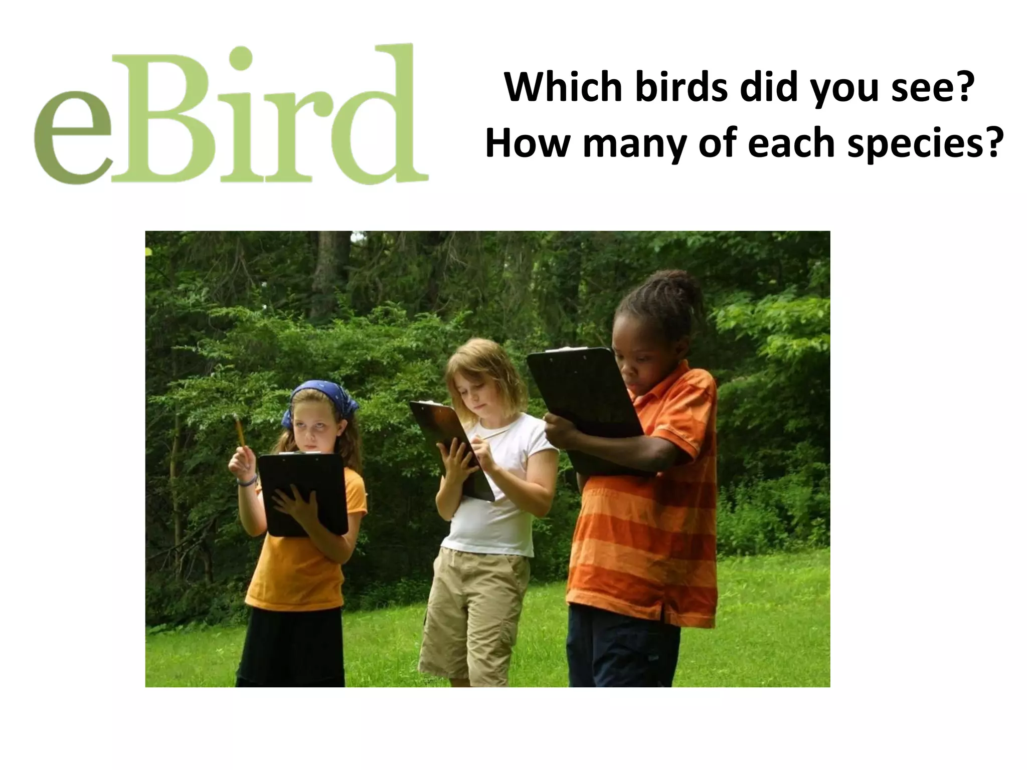Which birds did you see?  How many of each species? 