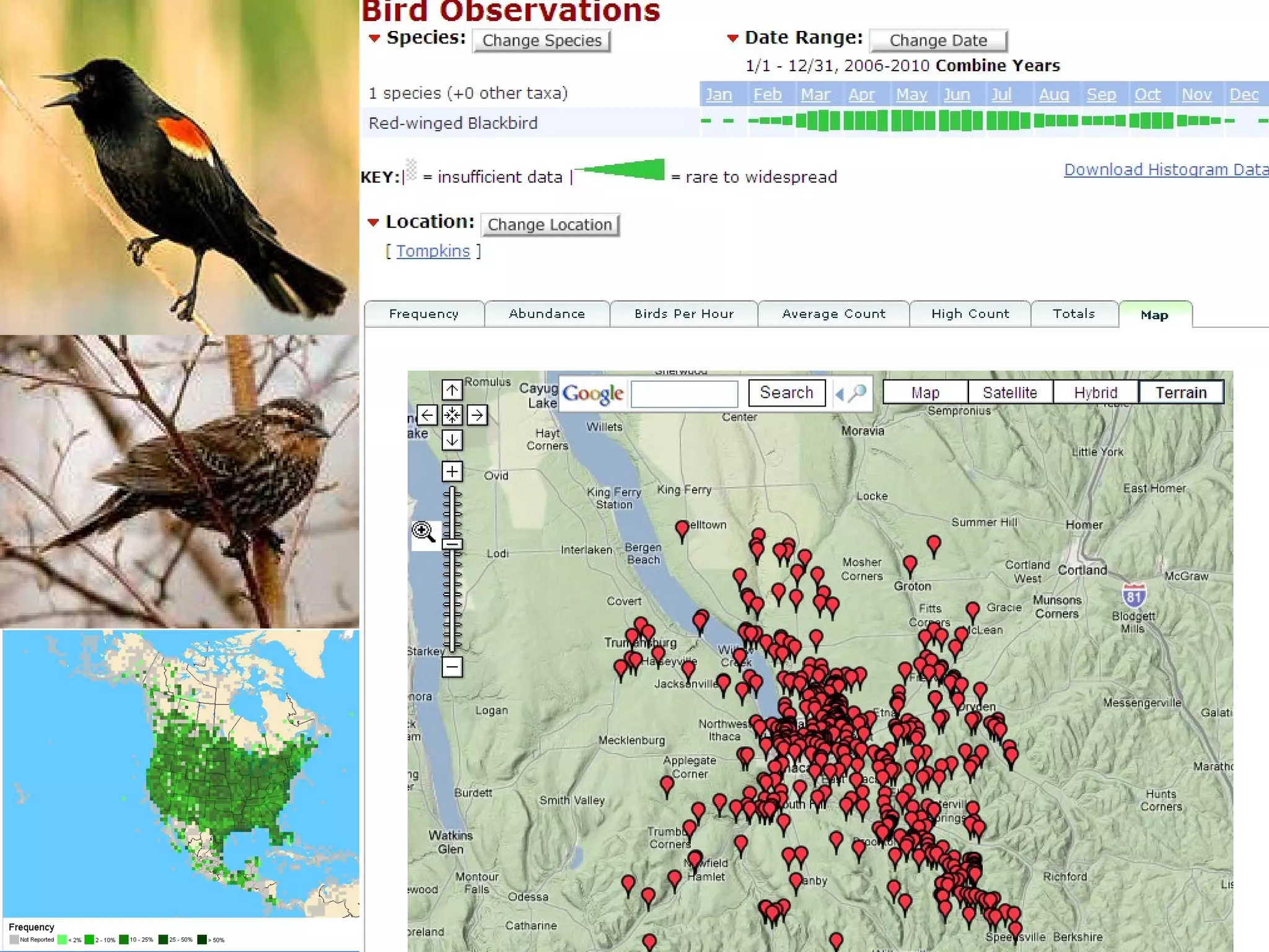 What species of bird(s) are these? 