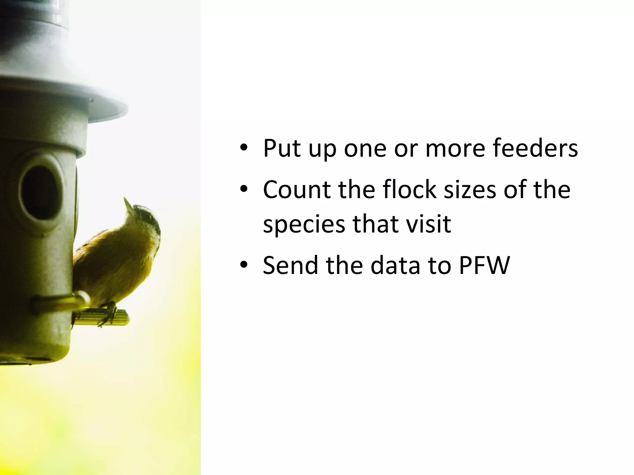 Put up one or more feeders Count the flock sizes of the species that visit Send the data to PFW 
