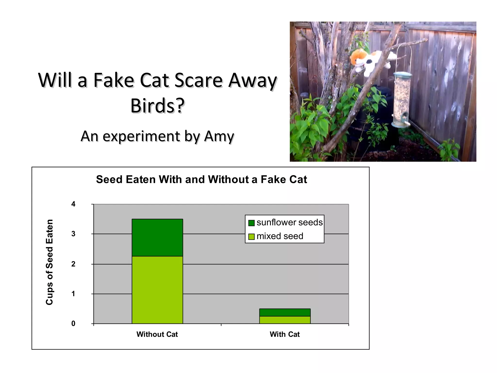 Will a Fake Cat Scare Away Birds? An experiment by Amy 