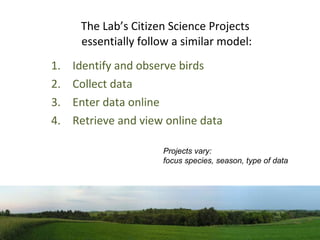 The Lab’s Citizen Science Projects  essentially follow a similar model: ,[object Object],[object Object],[object Object],[object Object],Projects vary:  focus species, season, type of data 