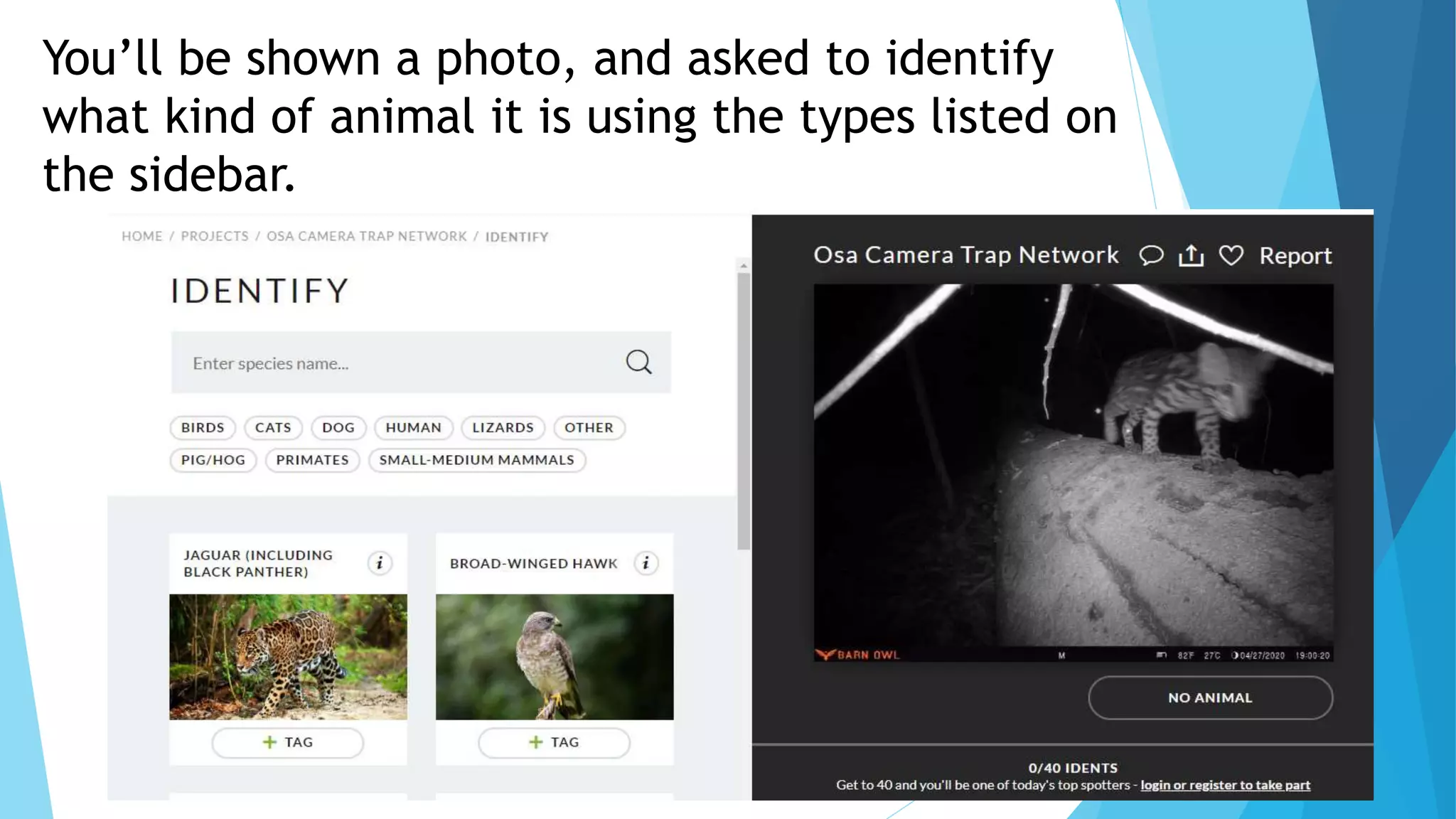 You’ll be shown a photo, and asked to identify
what kind of animal it is using the types listed on
the sidebar.
 
