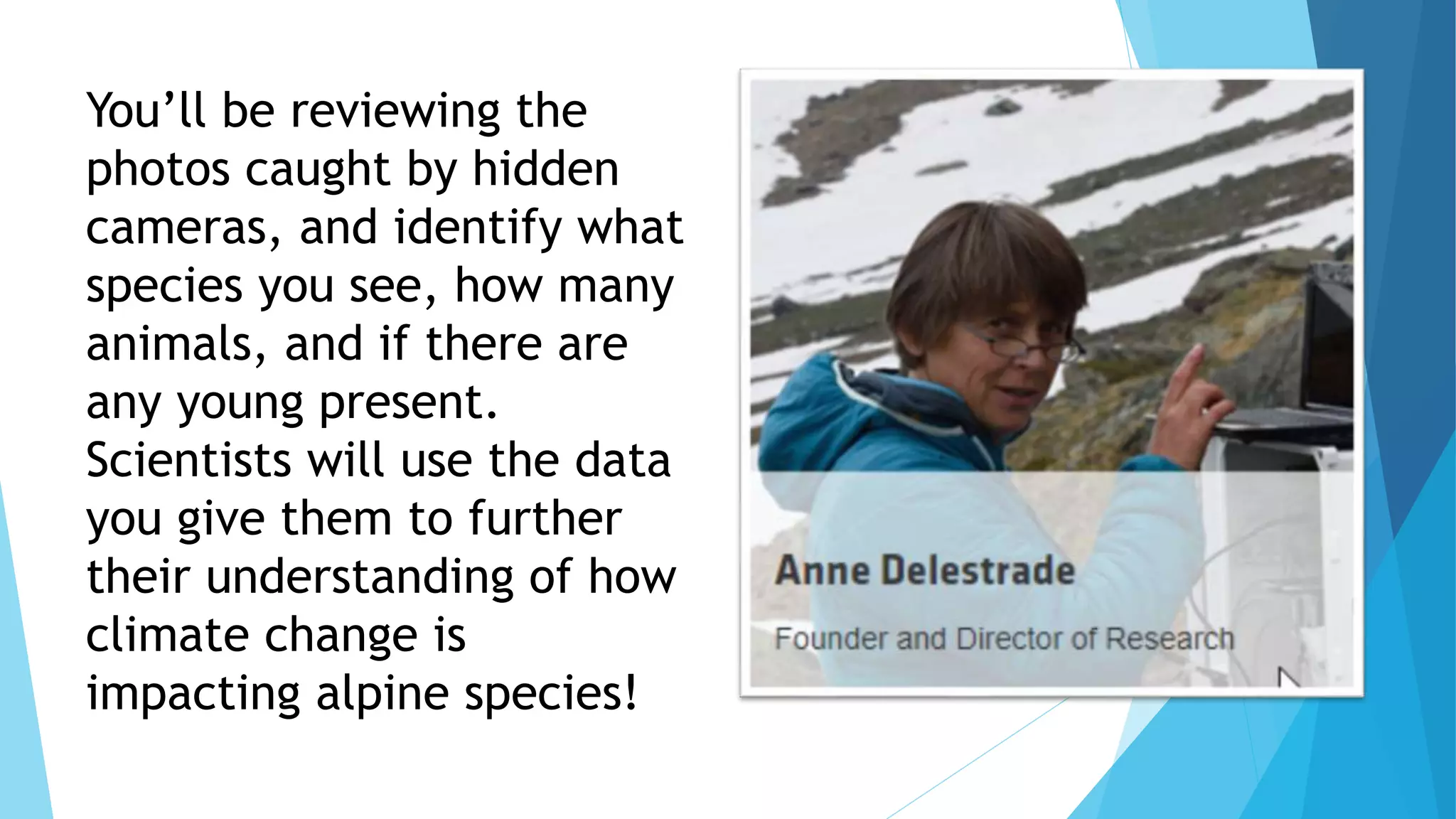 You’ll be reviewing the
photos caught by hidden
cameras, and identify what
species you see, how many
animals, and if there are
any young present.
Scientists will use the data
you give them to further
their understanding of how
climate change is
impacting alpine species!
 