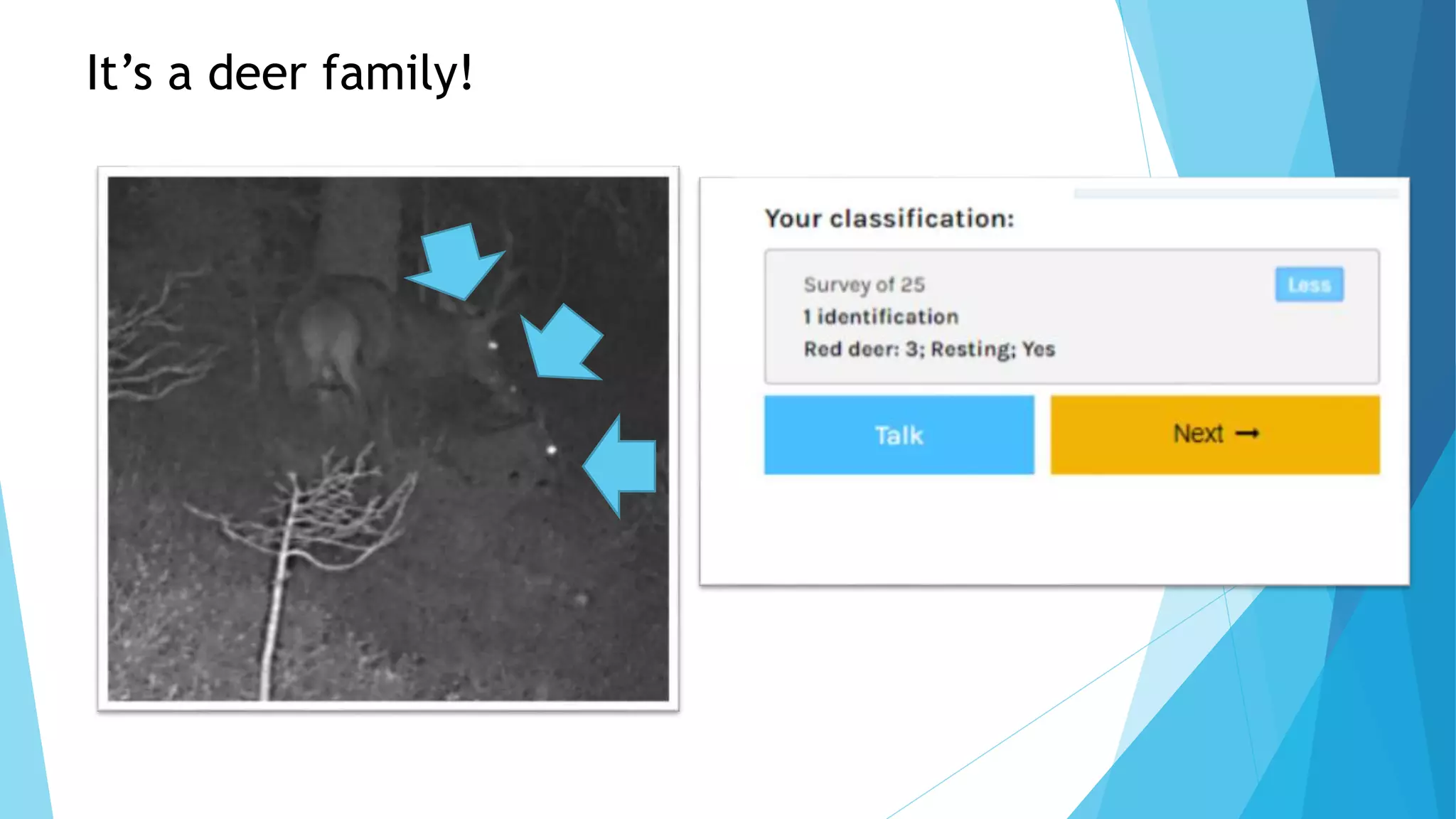 It’s a deer family!
 