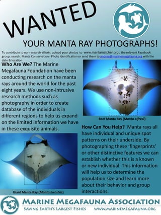 YOUR MANTA RAY PHOTOGRAPHS!
To contribute to our research efforts upload your photos to www.mantamatcher.org , the relevant Facebook
group: search: Manta Conservation - Photo Identification or send them to andrea@marinemegafauna.org with the
date & location
Who Are We? The Marine
Megafauna Foundation have been
conducting research on the manta
rays around the world for the past
eight years. We use non-intrusive
research methods such as
photography in order to create
database of the individuals in
different regions to help us expand              Reef Manta Ray (Manta alfredi)
on the limited information we have
in these exquisite animals.             How Can You Help? Manta rays all
                                        have individual and unique spot
                                        patterns on their underside. By
                                        photographing these ‘fingerprints’
                                        or other distinctive features we can
                                        establish whether this is a known
                                        or new individual. This information
                                        will help us to determine the
                                        population size and learn more
                                        about their behavior and group
      Giant Manta Ray (Manta birostris) interactions.
 