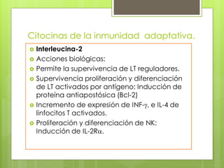 Citocinas de la inmunidad adaptativa.
   Interleucina-2
   Acciones biológicas:
   Permite la supervivencia de LT reguladores.
   Supervivencia proliferación y diferenciación
    de LT activados por antígeno: Inducción de
    proteína antiapostósica (Bcl-2)
   Incremento de expresión de INF-g, e IL-4 de
    linfocitos T activados.
   Proliferación y diferenciación de NK:
    Inducción de IL-2Ra.
 
