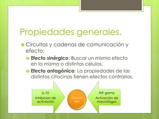 Propiedades generales.
 Circuitos    y cadenas de comunicación y
 efecto:
     Efecto sinérgico: Buscar un mismo efecto
      en la misma o distintas células.
     Efecto antagónico: La propiedades de las
      distintas citocinas tienen efectos contrarios.


           IL-10                    INF gama
       Inhibicion de    Macrof    Activación de
        activación       ago.      macrofagos
 