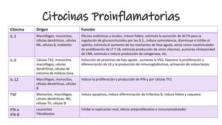 Citocinas Proinflamatorias
Citocina Origen Función
IL-1 Macrófagos, monocitos,
células dendríticas, células
NK, células B, endotelio
Efectos sistémicos y locales, induce fiebre, estimula la secreción de ACTH para la
regulación de glucocorticoides por las G.S., induce somnolencia, disminuye o inhibe el
apetito, estimula el aumento de los reactantes de fase aguda, actúa como coestimulador
de proliferación de LT Y LB, estimula producción de otras citocinas, aumenta citotoxicidad
de CNK, estimula e induce producción de colagenasa, etc.
IL-6 Células Th2, monocitos,
macrófagos, células
dendríticas, células de
estroma de médula ósea
Inducción de proteínas de fase aguda , aumenta la VSG, favorece la proliferación y
diferenciación de LB y la producción de inmunogloblulinas, activación de osteoclastos.
IL-12 Macrófagos, monocitos,
células dendríticas, células
B
Induce la proliferación y producción de IFN-y por células Th1
TNF Monocitos, macrófagos,
células dendríticas, NK,
células Th, células B
Induce apoptosis, induce diferenciación de linfocitos B, induce fiebre y caquexia.
IFN-a
IFN-B
Leucocitos
Fibroblastos
Inhibe la replicación viral, efecto antiproliferativo e inmunomodulador.
 