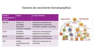 Factores de crecimiento hematopoyético
Factores
estimulantes de
colonias
Origen Función efectora
GM-CSF Células Th,
macrófago,
fibroblasto,
mastocito, endotelio
Estimula el crecimiento de
progenitores de monocitos,
eosinófilos, basófilos, neutrófilos
G-CSF Endotelio,
fibroblasto
Estimula el crecimiento de
progenitores neutrófilos
M-CSF Endotelio,
fibroblasto, epitelio
Estimula el crecimiento de
progenitores de monocitos
EPO Células
yuxtatubulares del
riñón
Estimula la producción de
eritrocitos
 
