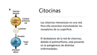 Citocinas
El desbalance de la red de citocinas,
debido al polimorfismo, está presente
en la patogénesis de distintas
enfermedades.
Las citocinas interactúan en una red.
Para ello necesitan transmodular los
receptores de su superficie.
 
