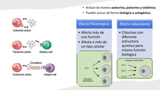 • Actúan de manera autocrina, paracrina y sistémica.
• Pueden actuar de forma sinérgica o antagónica.
Efecto Pleiotrópico
• Afecta más de
una función
• Afecta a más de
un tipo celular
Efecto redundante
• Citocinas con
diferente
estructura
química pero
misma función
biológica
 