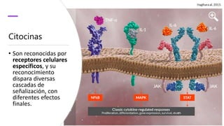 Citocinas
• Son reconocidas por
receptores celulares
específicos, y su
reconocimiento
dispara diversas
cascadas de
señalización, con
diferentes efectos
finales.
 