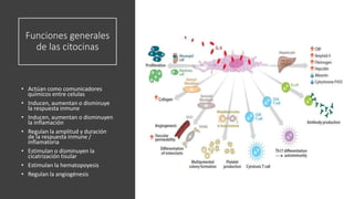 Funciones generales
de las citocinas
• Actúan como comunicadores
químicos entre celulas
• Inducen, aumentan o disminuye
la respuesta inmune
• Inducen, aumentan o disminuyen
la inflamación
• Regulan la amplitud y duración
de la respuesta inmune /
inflamatoria
• Estimulan o disminuyen la
cicatrización tisular
• Estimulan la hematopoyesis
• Regulan la angiogénesis
 