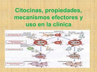Citocinas, propiedades,
mecanismos efectores y
uso en la clínica
 