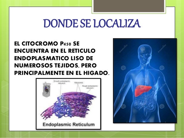 Citocromo p450, P450, isoenzimas